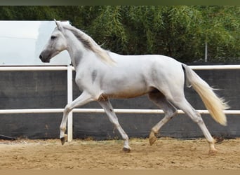 PRE, Wallach, 4 Jahre, 157 cm, Schimmel