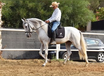 PRE, Wallach, 4 Jahre, 157 cm, Schimmel