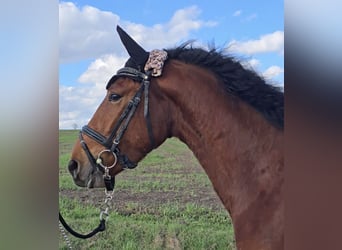 PRE, Wallach, 4 Jahre, 158 cm, Brauner