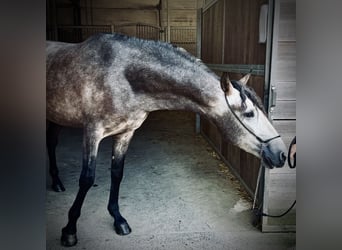 PRE Mix, Wallach, 4 Jahre, 158 cm, Braunfalbschimmel
