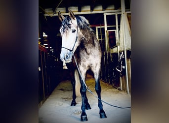 PRE Mix, Wallach, 4 Jahre, 158 cm, Braunfalbschimmel
