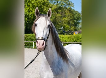 PRE Mix, Wallach, 4 Jahre, 158 cm