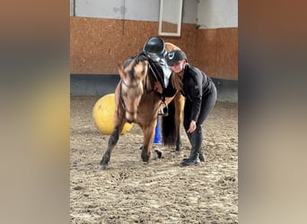 PRE Mix, Wallach, 4 Jahre, 158 cm, Falbe