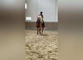 PRE Mix, Wallach, 4 Jahre, 158 cm, Palomino