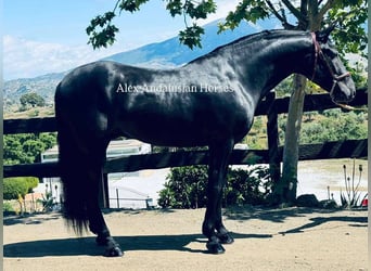 PRE Mix, Wallach, 4 Jahre, 158 cm, Rappe