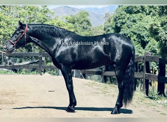 PRE Mix, Wallach, 4 Jahre, 158 cm, Rappe