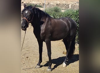 PRE Mix, Wallach, 4 Jahre, 158 cm, Rappe