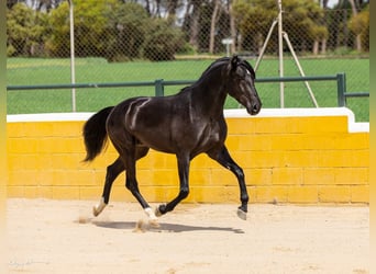 PRE Mix, Wallach, 4 Jahre, 158 cm, Rappe