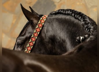 PRE Mix, Wallach, 4 Jahre, 158 cm, Rappe