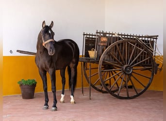 PRE Mix, Wallach, 4 Jahre, 158 cm, Rappe