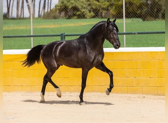 PRE Mix, Wallach, 4 Jahre, 158 cm, Rappe