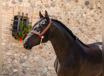 PRE Mix, Wallach, 4 Jahre, 158 cm, Rappe
