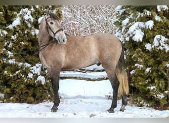 PRE Mix, Wallach, 4 Jahre, 158 cm, Rotschimmel