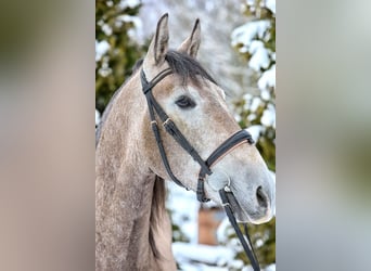 PRE Mix, Wallach, 4 Jahre, 158 cm, Rotschimmel