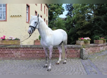 PRE Mix, Wallach, 4 Jahre, 158 cm, Schimmel