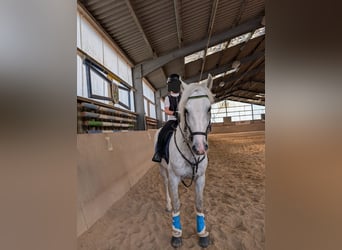 PRE Mix, Wallach, 4 Jahre, 158 cm, Schimmel