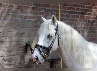 PRE Mix, Wallach, 4 Jahre, 158 cm, Schimmel