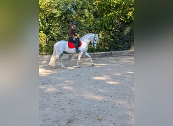 PRE, Wallach, 4 Jahre, 158 cm, Schimmel