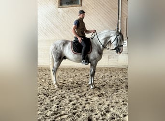 PRE Mix, Wallach, 4 Jahre, 158 cm, Schimmel