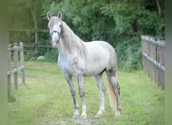 PRE Mix, Wallach, 4 Jahre, 158 cm, Schimmel