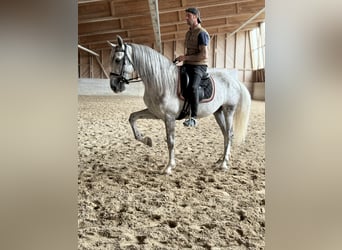 PRE Mix, Wallach, 4 Jahre, 158 cm, Schimmel