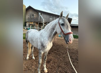 PRE Mix, Wallach, 4 Jahre, 158 cm, Schimmel
