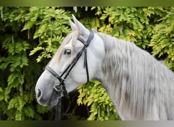 PRE Mix, Wallach, 4 Jahre, 158 cm, Schimmel