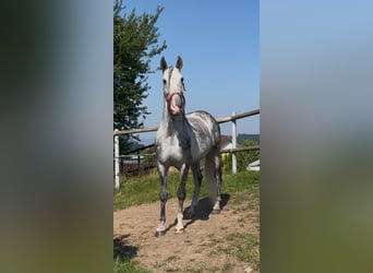 PRE Mix, Wallach, 4 Jahre, 158 cm, Schimmel