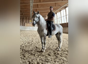 PRE Mix, Wallach, 4 Jahre, 158 cm, Schimmel