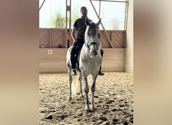 PRE Mix, Wallach, 4 Jahre, 158 cm, Schimmel