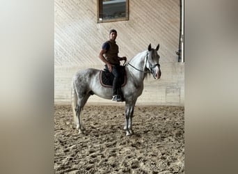 PRE Mix, Wallach, 4 Jahre, 158 cm, Schimmel