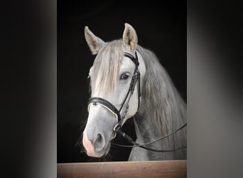 PRE Mix, Wallach, 4 Jahre, 158 cm, Schimmel