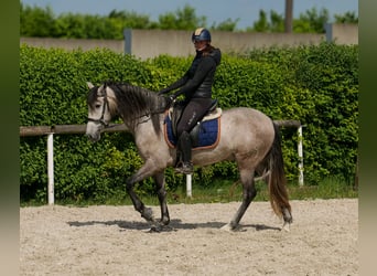 PRE Mix, Wallach, 4 Jahre, 158 cm, Schimmel