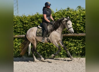 PRE Mix, Wallach, 4 Jahre, 158 cm, Schimmel