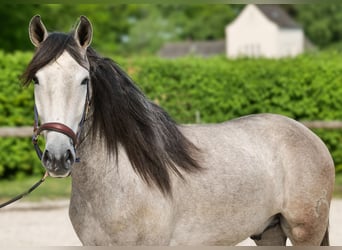 PRE Mix, Wallach, 4 Jahre, 158 cm, Schimmel