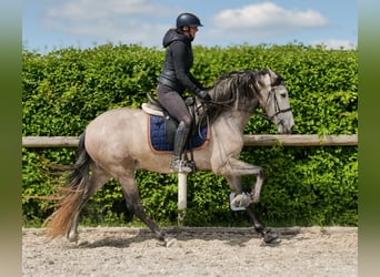 PRE Mix, Wallach, 4 Jahre, 158 cm, Schimmel