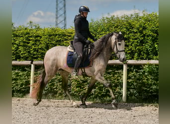 PRE Mix, Wallach, 4 Jahre, 158 cm, Schimmel