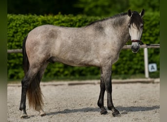 PRE Mix, Wallach, 4 Jahre, 158 cm, Schimmel
