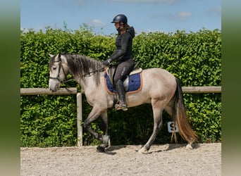 PRE Mix, Wallach, 4 Jahre, 158 cm, Schimmel