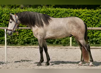 PRE Mix, Wallach, 4 Jahre, 158 cm, Schimmel