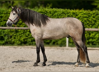 PRE Mix, Wallach, 4 Jahre, 158 cm, Schimmel