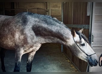 PRE Mix, Wallach, 4 Jahre, 160 cm, Apfelschimmel