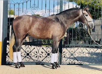 PRE Mix, Wallach, 4 Jahre, 160 cm, Apfelschimmel