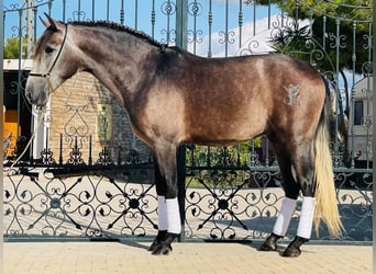 PRE Mix, Wallach, 4 Jahre, 160 cm, Apfelschimmel