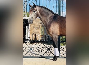 PRE Mix, Wallach, 4 Jahre, 160 cm, Apfelschimmel