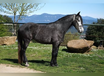 PRE Mix, Wallach, 4 Jahre, 160 cm, Apfelschimmel