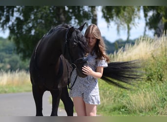 PRE, Wallach, 4 Jahre, 160 cm