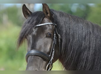 PRE, Wallach, 4 Jahre, 160 cm