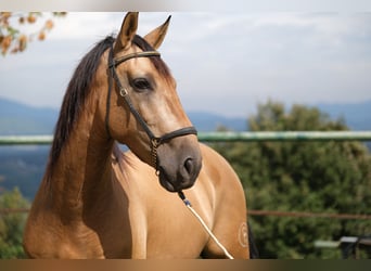PRE Mix, Wallach, 4 Jahre, 160 cm, Falbe