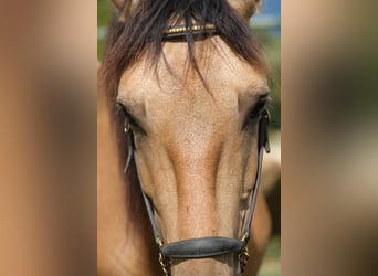 PRE Mix, Wallach, 4 Jahre, 160 cm, Falbe